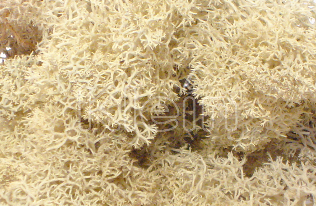 Islandmoos 50g