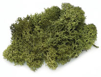 Islandmoos 50g