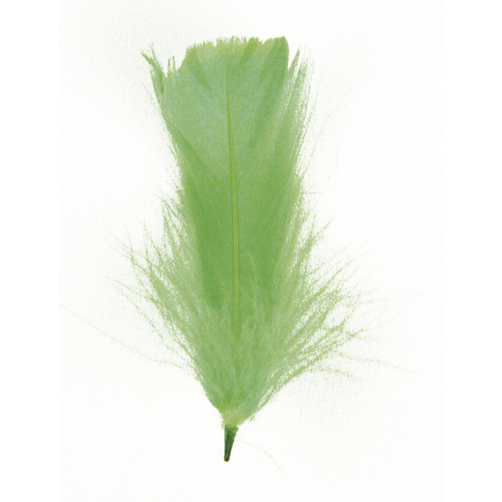 Dekofedern 5-10cm 5g hellgrün